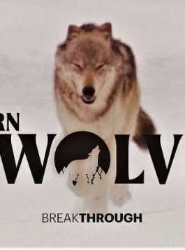 فيلم Breakthrough: Return of the Wolves 2020 مترجم فيلم Breakthrough: Return of the Wolves 2020 مترجم