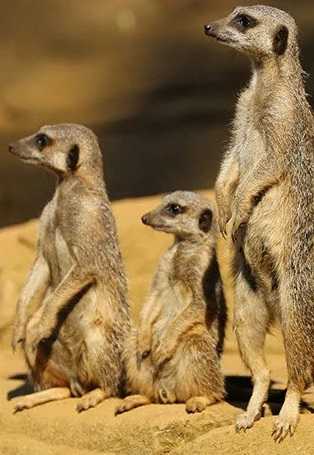 فيلم Meet the Meerkats 2020 مترجم فيلم Meet the Meerkats 2020 مترجم