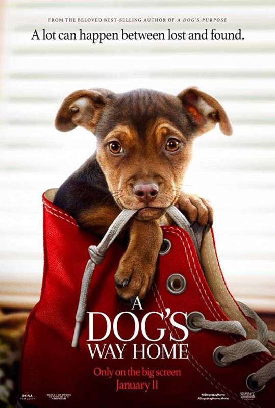 فيلم A Dog’s Way Home 2019 مترجم فيلم A Dog’s Way Home 2019 مترجم