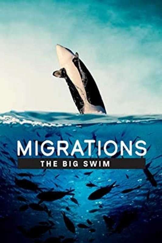 فيلم Migrations: The Big Swim 2020 مترجم فيلم Migrations: The Big Swim 2020 مترجم