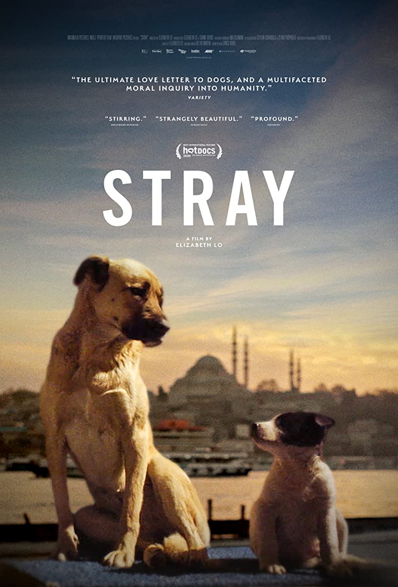 فيلم Stray 2020 مترجم فيلم Stray 2020 مترجم