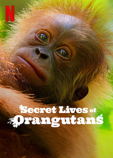 فيلم Secret Lives of Orangutans 2024 مترجم فيلم Secret Lives of Orangutans 2024 مترجم