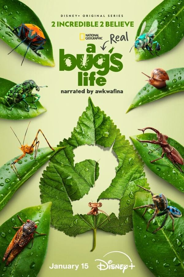 مسلسل A Real Bug’s Life الموسم الثاني حلقة 3 مسلسل A Real Bug’s Life الموسم الثاني حلقة 3